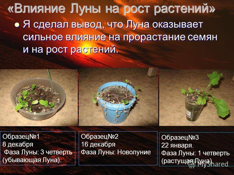Сеять в новолуние. Влияние на рост растений. Влияние Луны на растения. Влияние Луны на рост растений. Как Луна влияет на растения.
