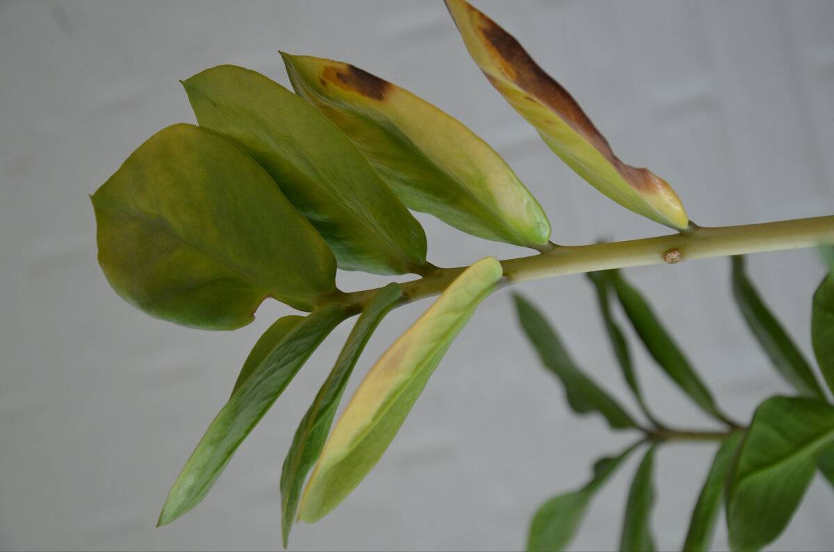 7 причин, почему у долларового дерева желтеют листья, что делать и как спасти замиокулькас