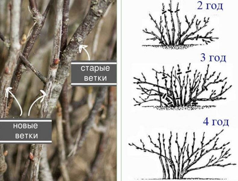 Обрезка крыжовника осенью для начинающих в картинках