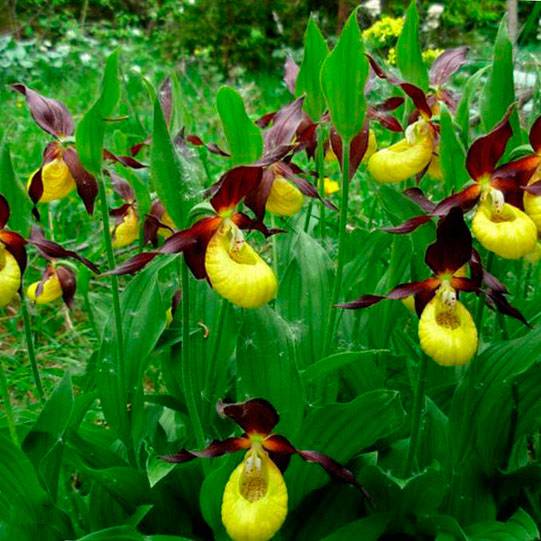 Орхидея венерин башмачок: 17 популярных сортов, уход и размножение