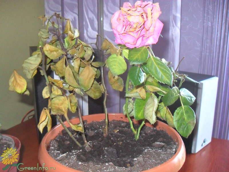 Роза сбрасывает листья: в чем причины опадания во время цветения, почему