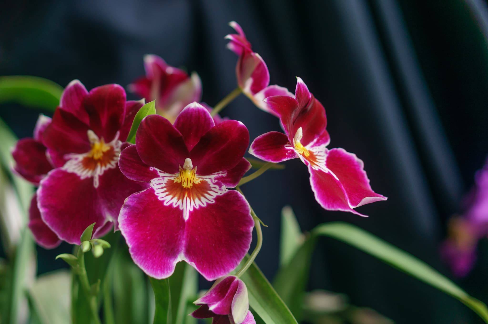 Орхидея мильтония: уход и размножение в домашних условиях, фото