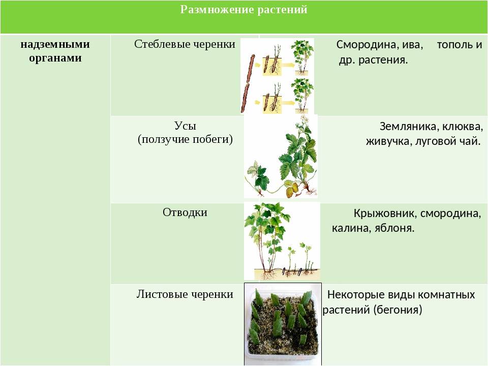 Пример процесса иллюстрирующего размножение у растений. Орган растения способ размножения пример таблица. Вегетативное размножение стеблевыми черенками. Способы размножения растений примеры растений. Вегетативное размножение таблица черенок.