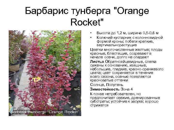 Барбарис тунберга “ред рокет” (red rocket) – описание, фото, посадка и уход. отзывы садоводов