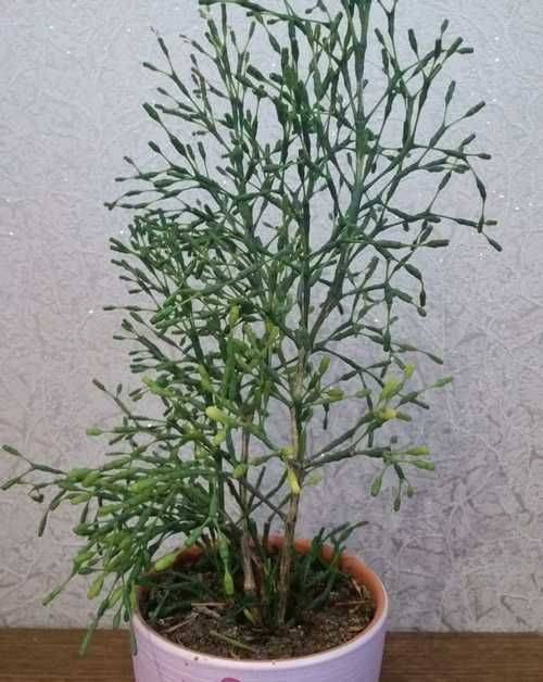 Хатиора солеросовидная — утончённый кактус. уход в домашних условиях. фото — ботаничка