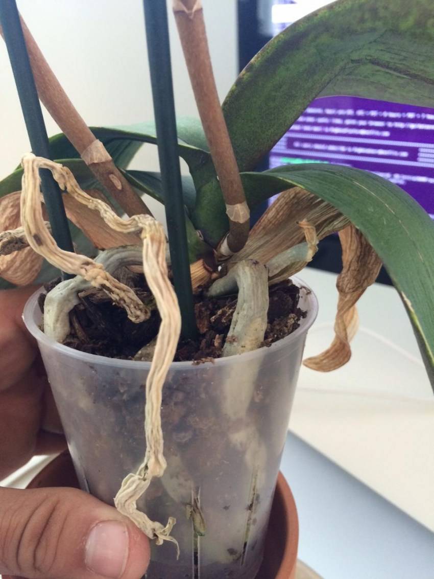 Помогаем растению выздороветь — лечение распространенных болезней орхидей
