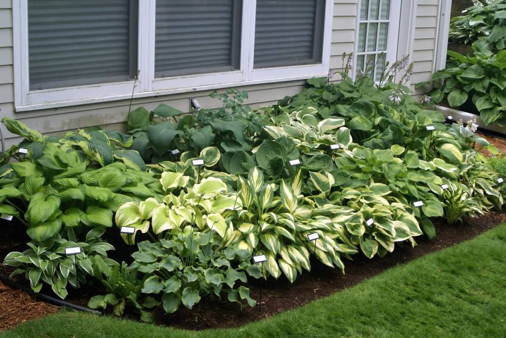 Особенности выращивания хосты – посадка и уход за растением в саду