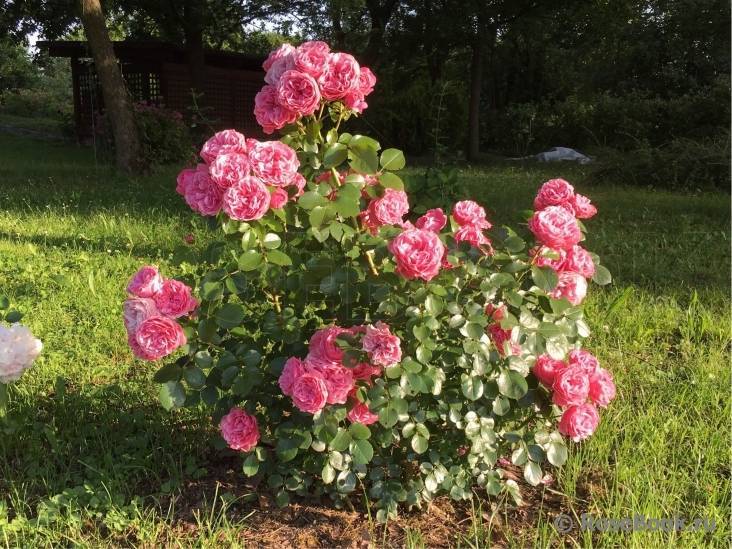 Роза флорибунда леонардо да винчи (leonardo da vinci): описание сорта, фото, отзывы