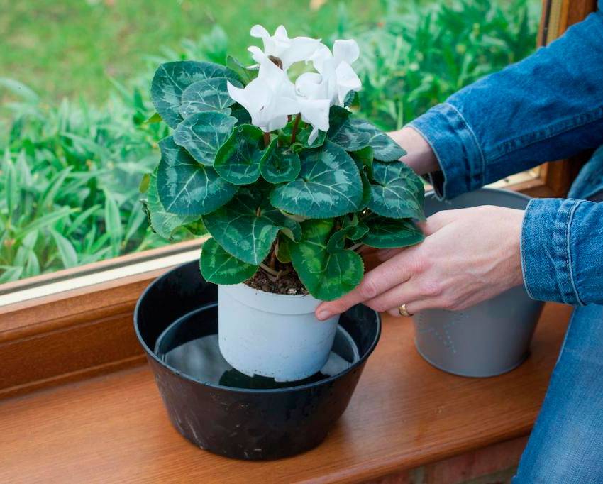 Как поливать цикламен в домашних условиях: во время цветения, как часто, видео
