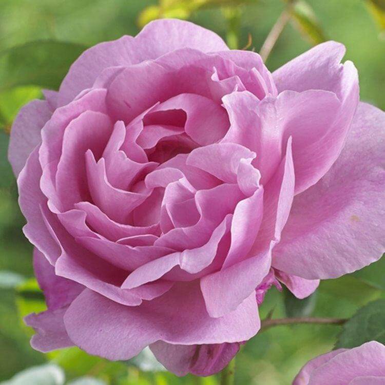 Роза мэри роуз: фото, описание, отзывы, выращивание
