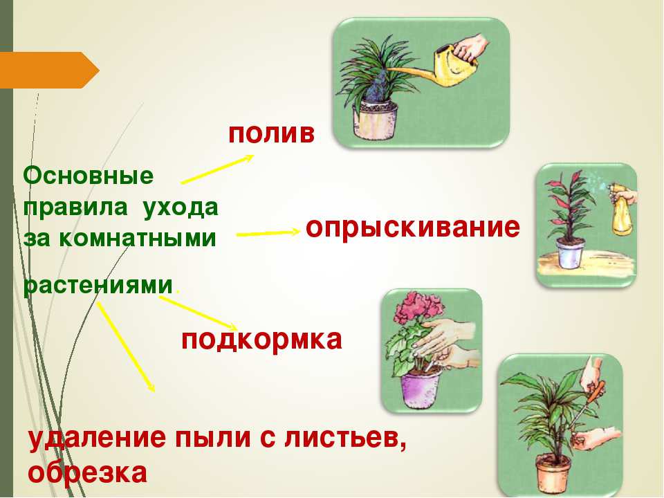 Как ухаживать за комнатными растениями