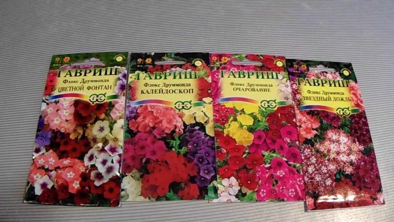 Флокс друммонда: выращивание из семян, когда сажать_ | speakingflower.ru