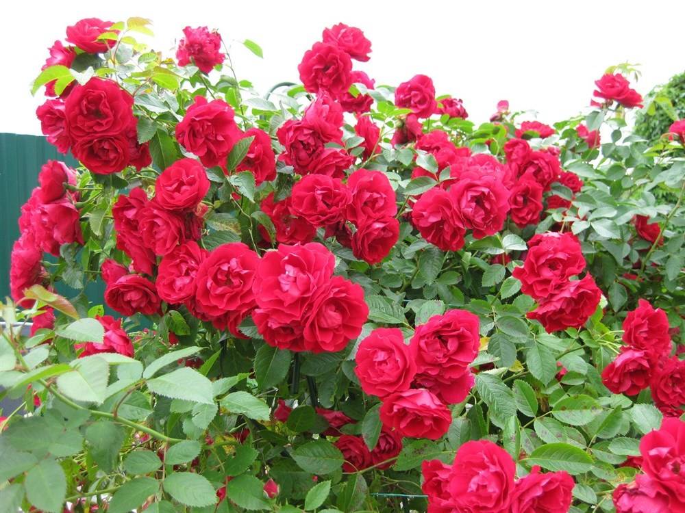 Завораживающая роза симпатия с огромными цветами, собранными в гроздья