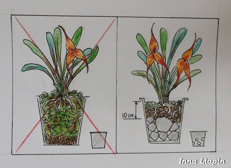 Новый дом для фаленопсиса. как пересадить орхидею без проблем?