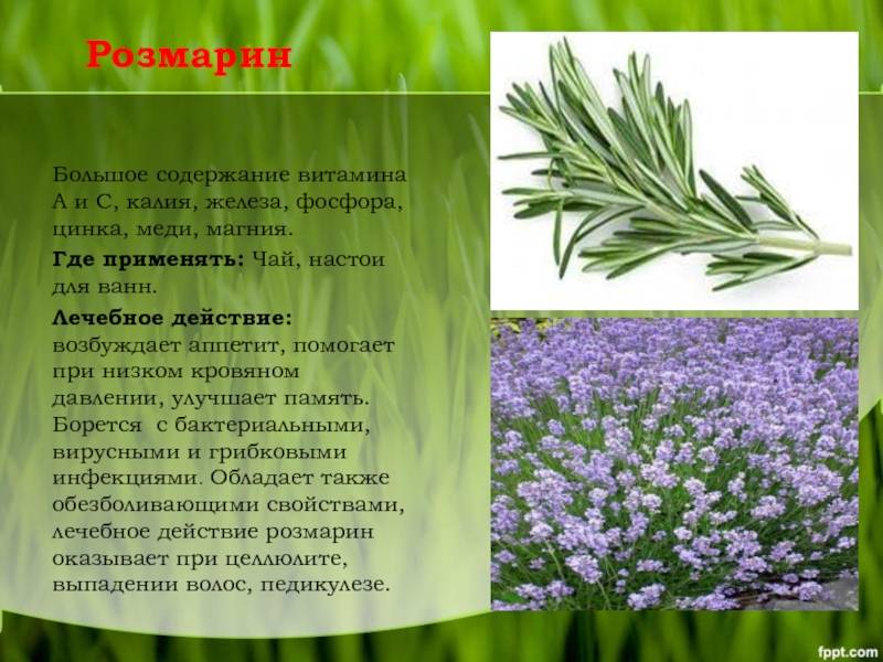 Розмарин — уникальное лекарство, священная трава и средиземноморская пряность