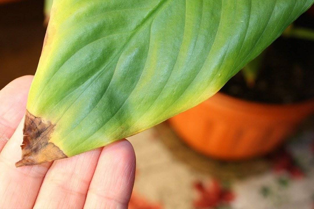 Почему сохнут кончики листьев у комнатных растений? фото — ботаничка