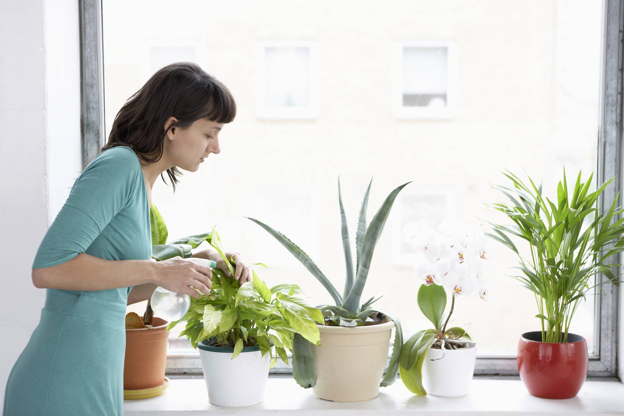 Советы по уходу за комнатными растениями