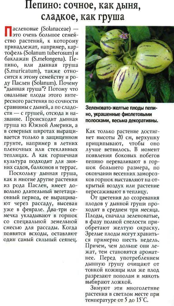 Как и где растут экзотические фрукты • всезнаешь.ру