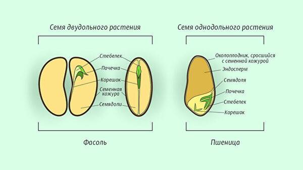 Доклад на тему«условия и этапы прорастания семян» по биологии в 6 классе: факторы, влияющие на рост, вода, кислород, света