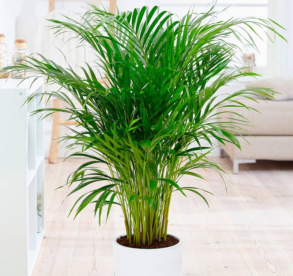 Пальма арека — уход в домашних условиях и размножение