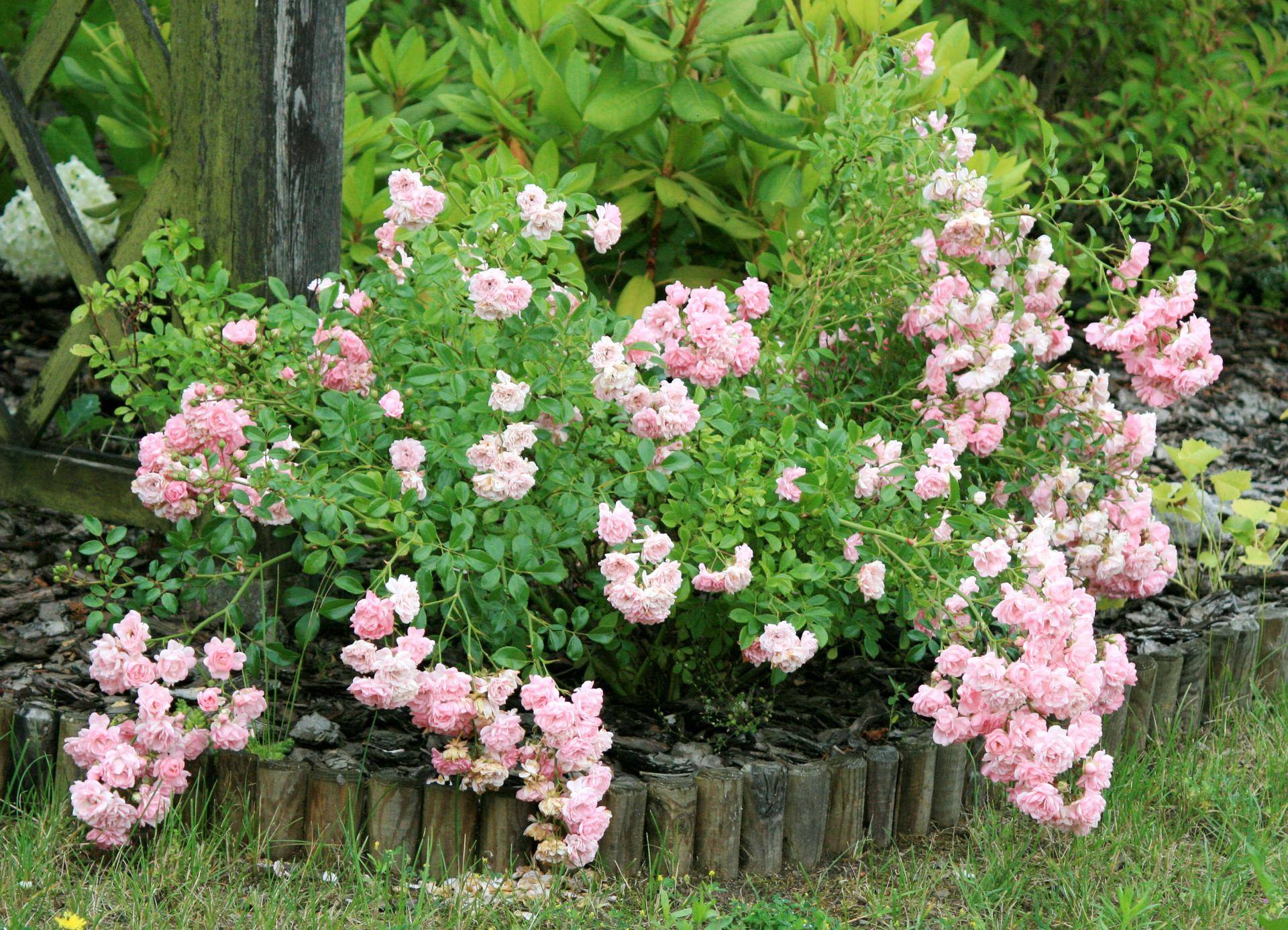 Сорта почвопокровных роз, цветущих все лето – мечта любого садовода