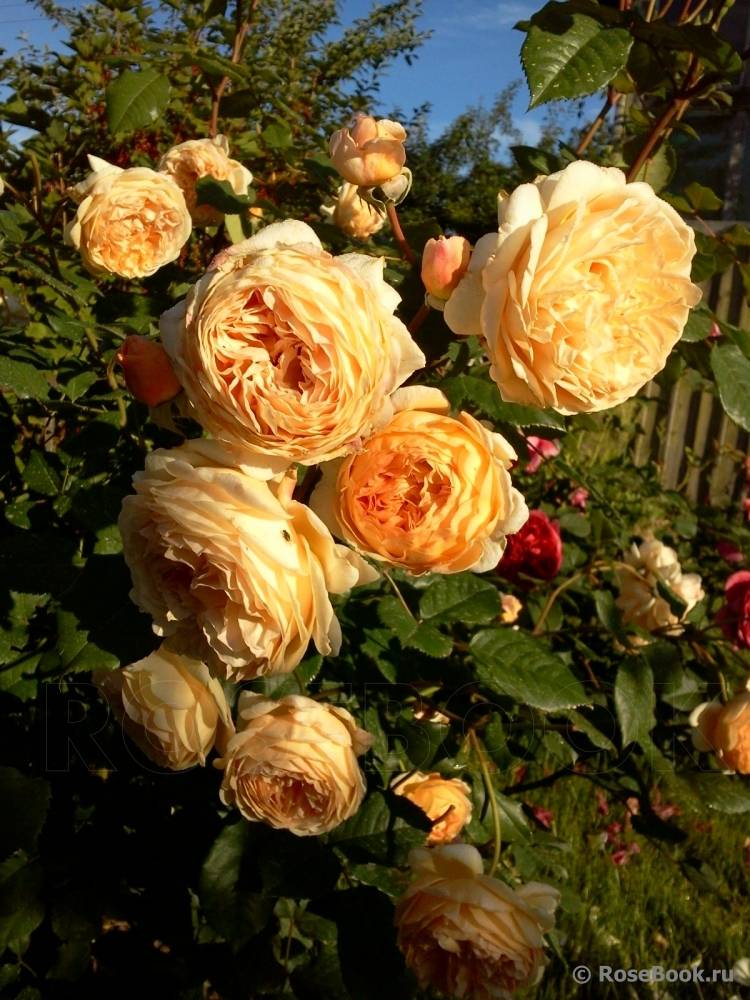 ✅ о розе принцесса маргарет (crown princess margareta): выращивание розы остина