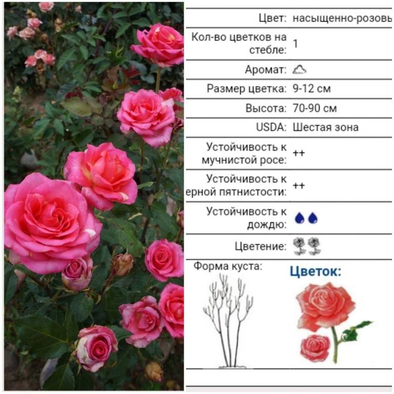 Роза мондиаль (mondial) — описание и разновидности