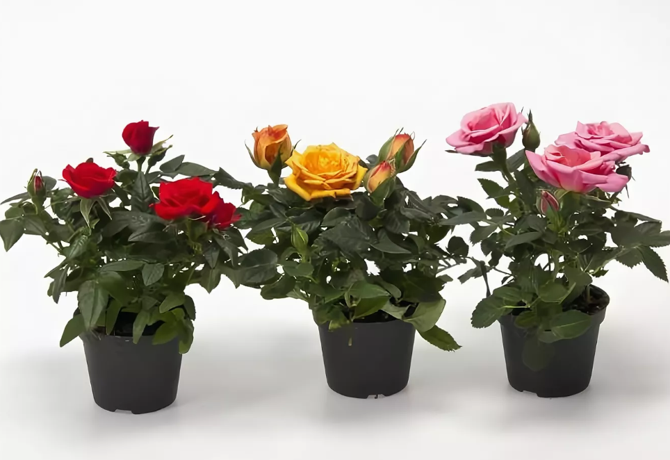 Роза кордана цветок. описание, особенности, виды и выращивание розы кордана