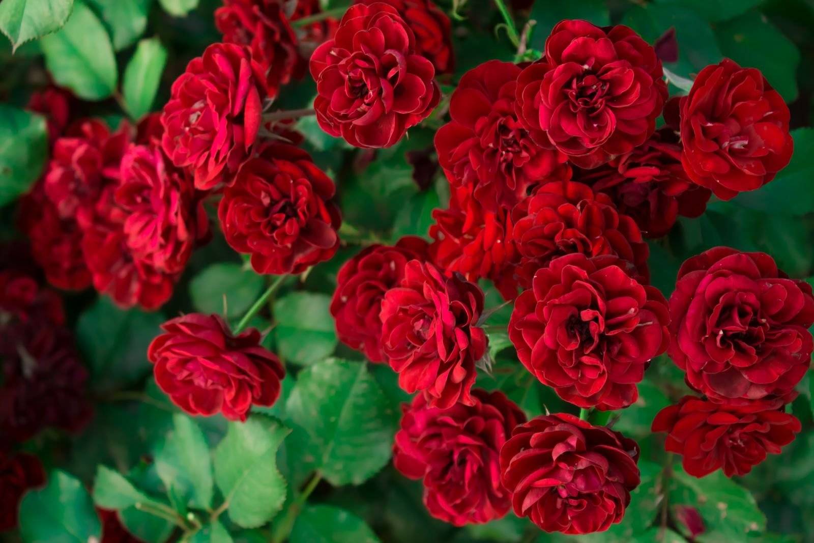 Лучшие и новые сорта роз: 60 фото с описанием