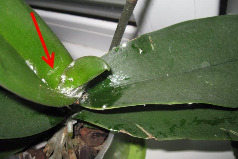 На листьях орхидеи липкие капли: почему они появляются еще на цветоносе и стволе, что это такое, от чего растение выделяет капельки жидкости, и причина белого налета русский фермер