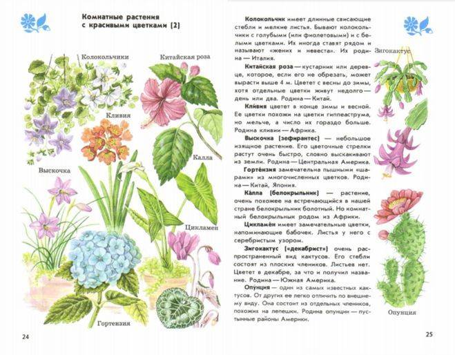 Список растений на букву м: комнатные, садовые и огородные