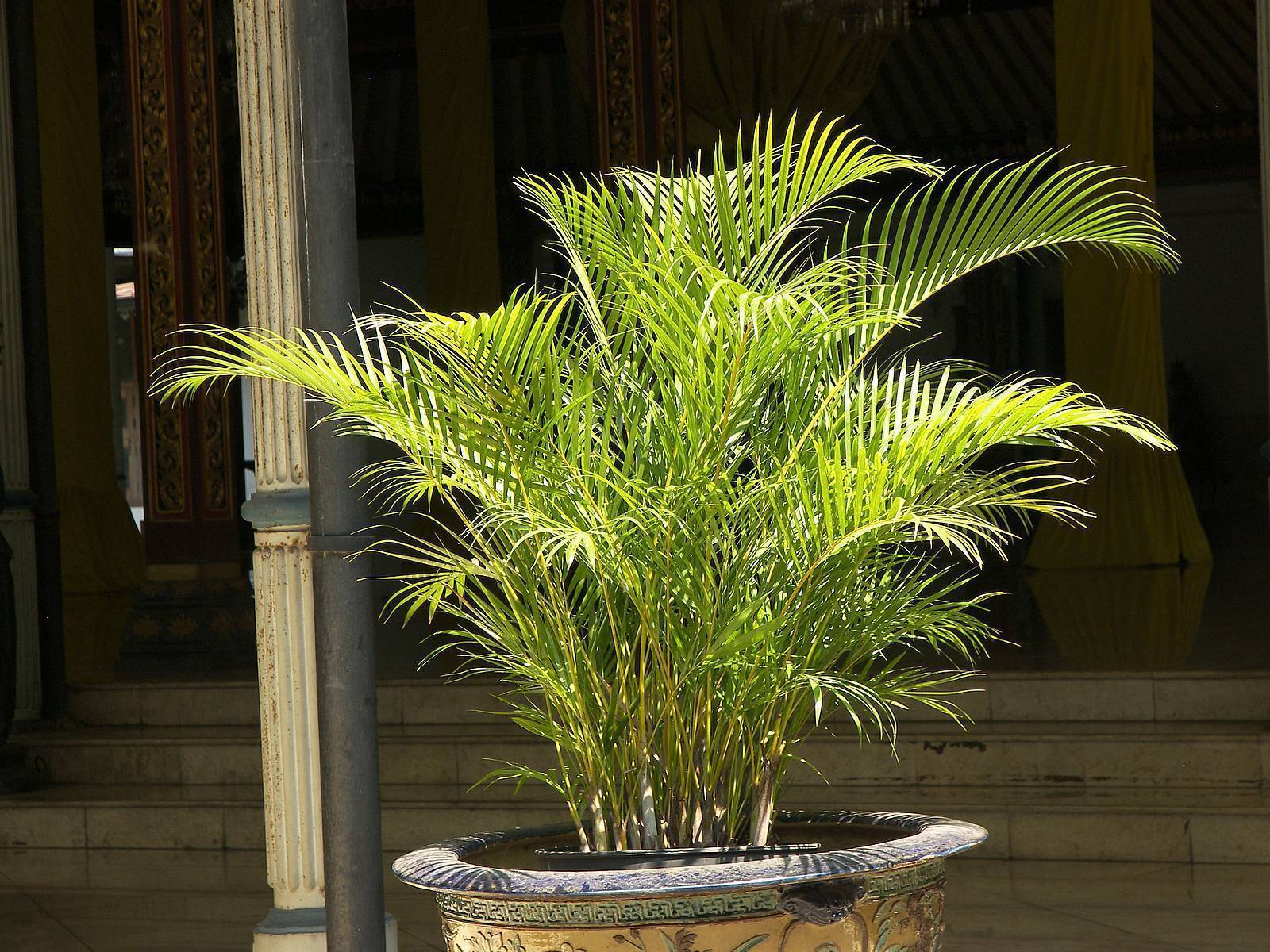 Распространенные виды пальм: подробное описание, название и фото