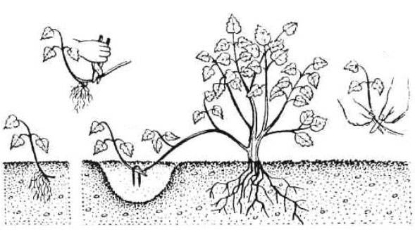 Азалия садовая — посадка и уход в открытом грунте, сорта с фото и описанием