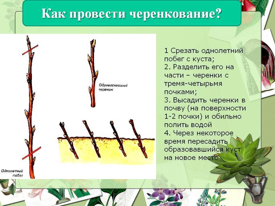 Как размножить жасмин садовый черенками?
