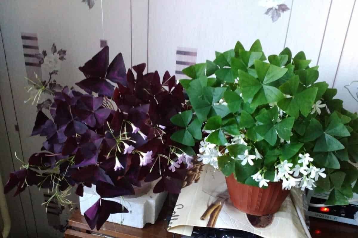 ᐉ цветок кислица: уход в домашних условиях, фото, посадка, размножение оксалиса - roza-zanoza.ru