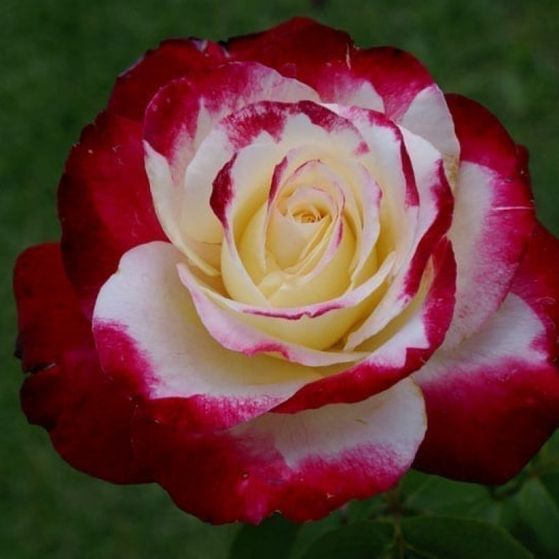 Роза дабл делайт: описание и особенности выращивания