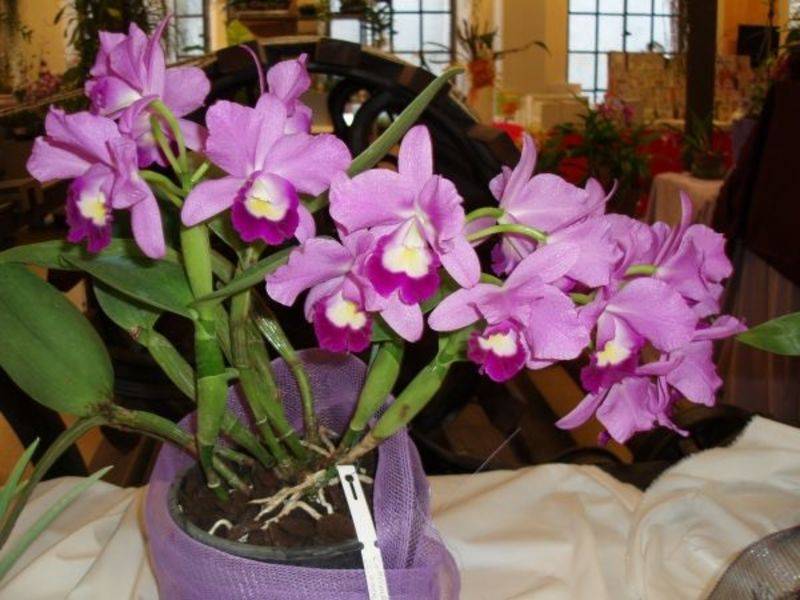 Каттлеи: самые загадочные из орхидей