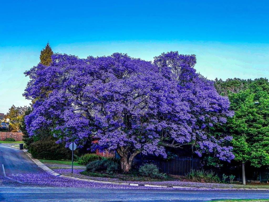 ✅ где растет жакаранда, дерево с фиолетовыми цветами - сад62.рф