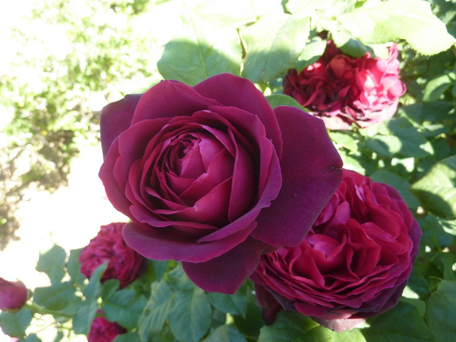 Лучшие сорта мускусных роз и правила их выращивания