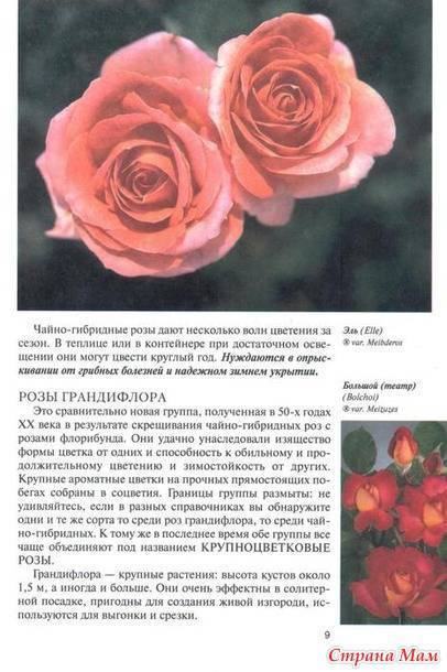 Розы грандифлора: сорта, уход, выращивание и размножение
