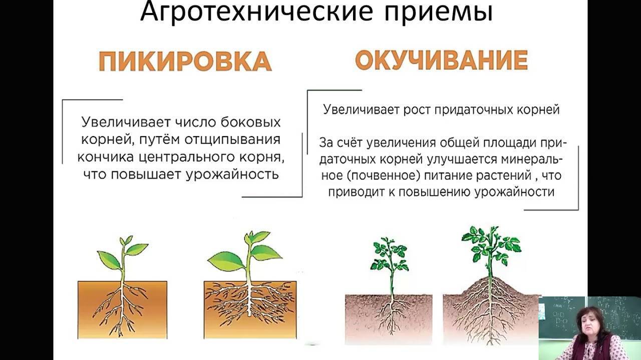 Стимуляторы корнеобразования растений. принцип действия. виды. как использовать? — ботаничка