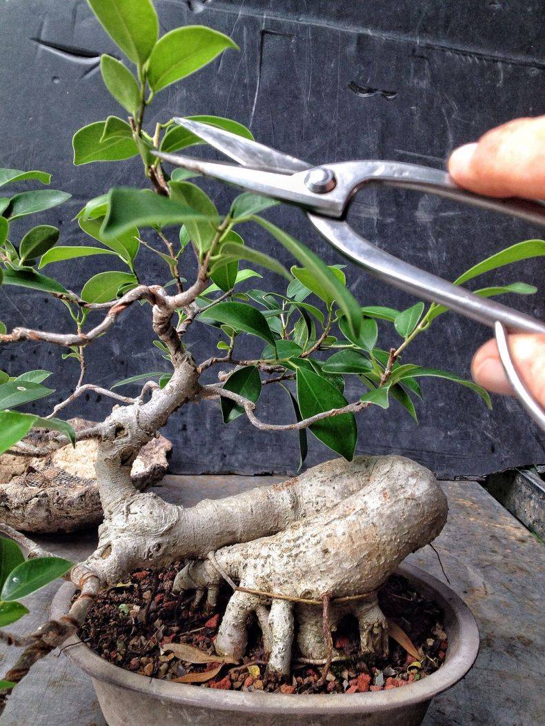 Фикус бонсай: как сделать своими руками из сорта бенджамина и сформировать дерево, а также вырастить, осуществить пересадку и уход в домашних условиях
