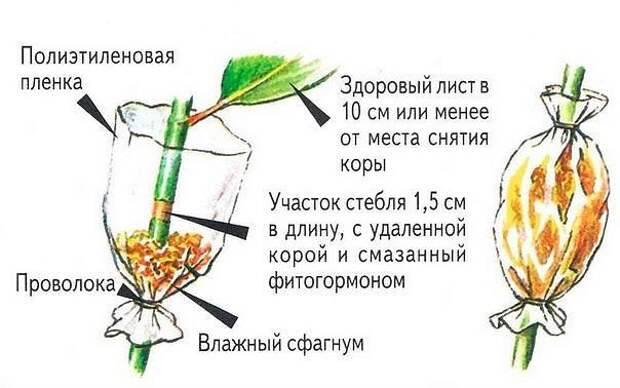 Кротон: размножение в домашних условиях черенком, листом, отводком