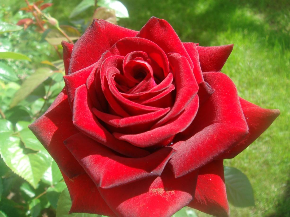 Чайно-гибридная роза grand gala (гранд гала): фото и описание, отзывы