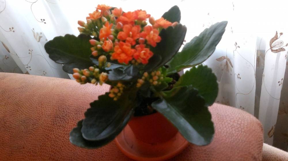 Миниатюрный каланхоэ микс — разновидности и фото. как ухаживать за цветком в домашних условиях?