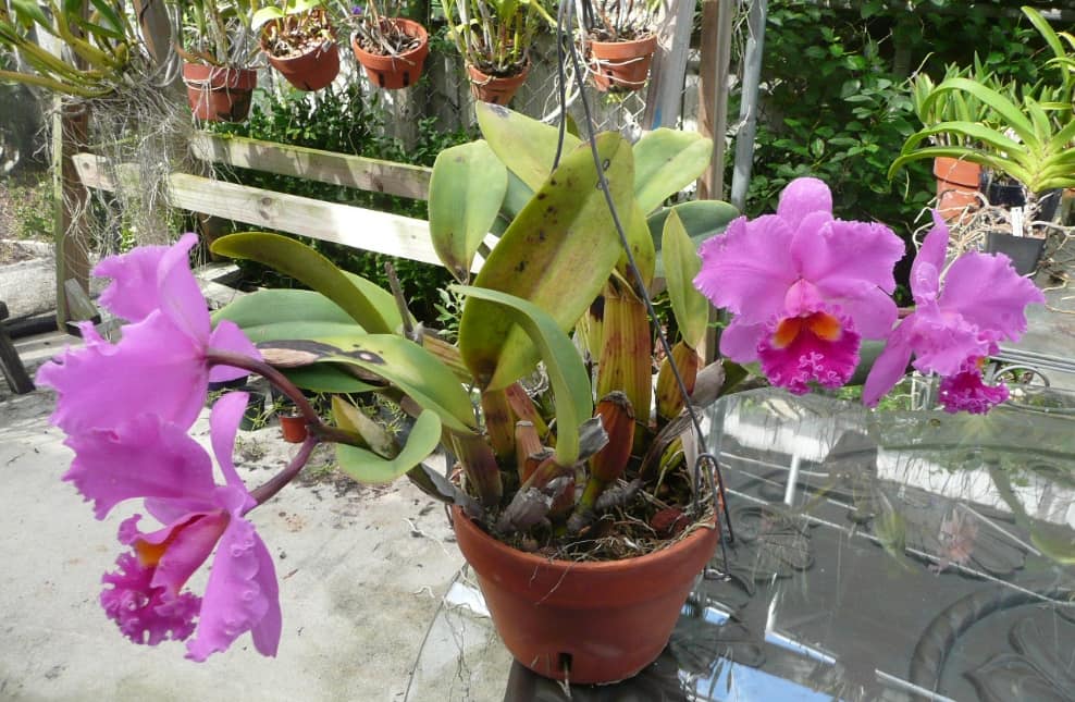 Орхидея каттлея: уход в домашних условия, фото, виды, пересадка и выращивание