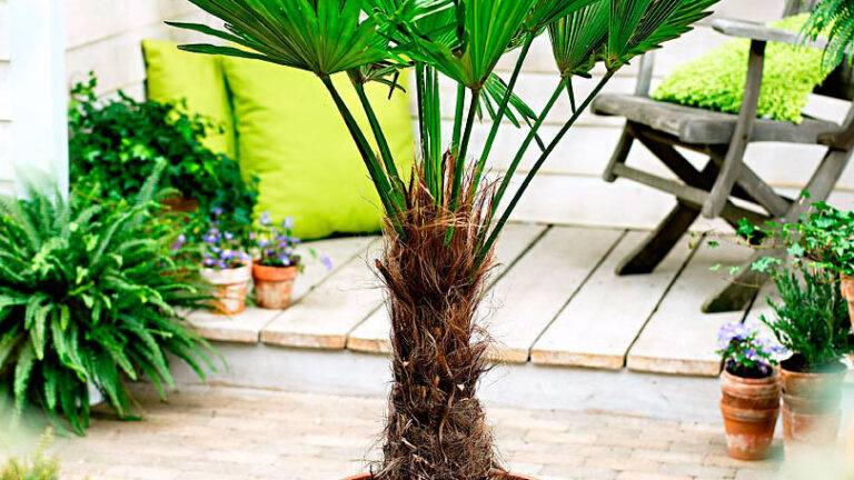 Трахикарпус - фото пальмы, уход в домашних условиях, посадка, болезни