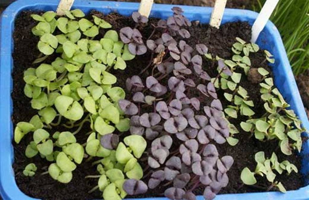 Как сажать базилик и когда: выращивание в открытом грунте, посадка семян, уход и подкормка, что садить после, сбор урожая многолика