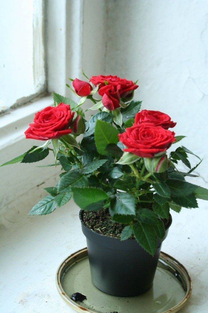 ᐉ уход за комнатной розой – пересадка и болезни; комнатная роза зимой; комнатные розы после покупки - roza-zanoza.ru