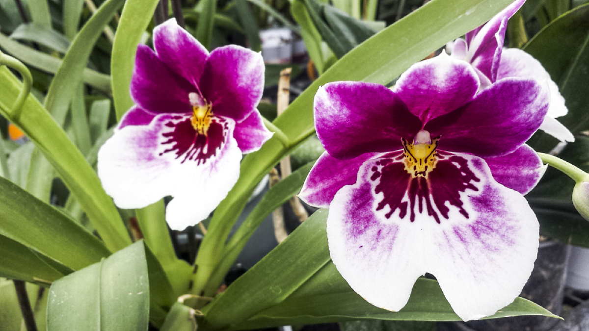 Орхидея мильтония: посадка, уход и размножение в домашних условиях, фото